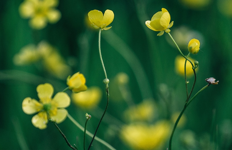 Yellow buttercups blow in the wind amidst lush green grass